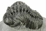 Phacopid (Adrisiops) Trilobite - Jbel Oudriss, Morocco #222412-2